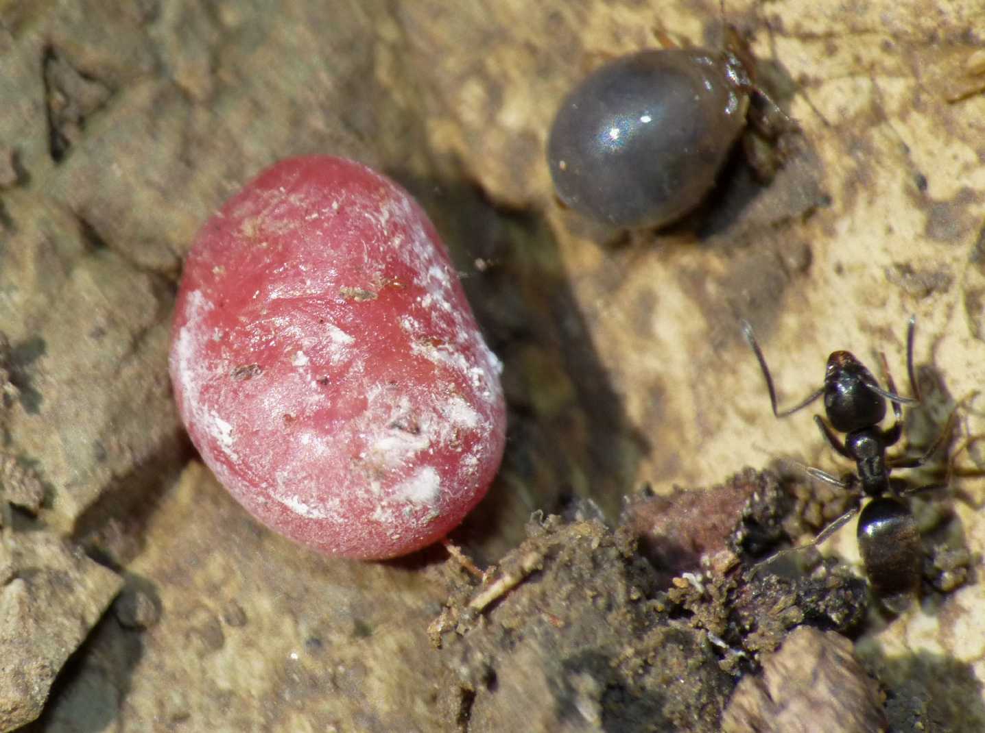 Afidi (Tetraneura sp.?) e coccidi ospiti di Tapinoma